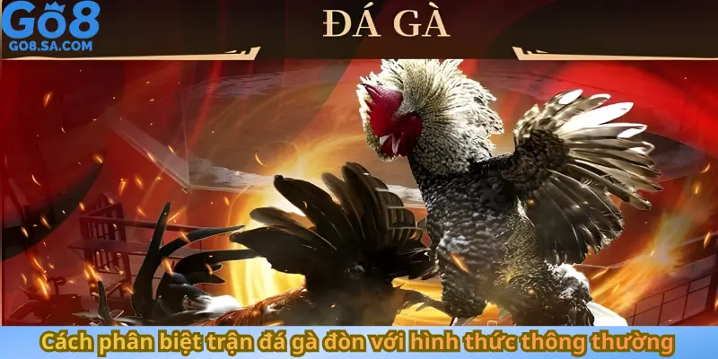 Cách phân biệt trận đá gà đòn với hình thức thông thường