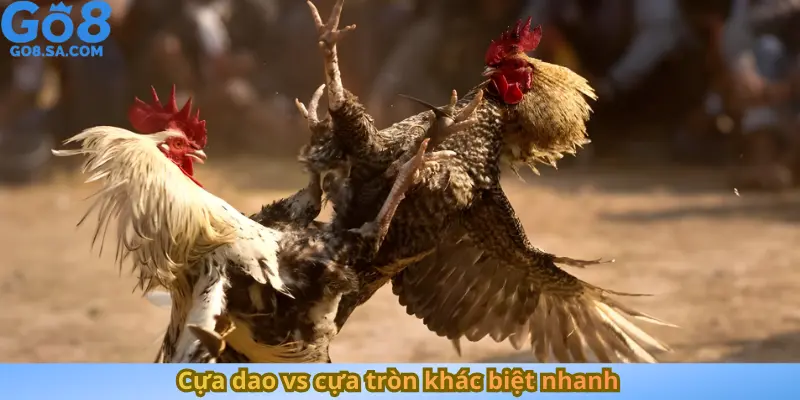 Cựa dao vs cựa tròn khác biệt nhanh