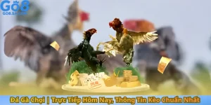 Đá Gà Chọi | Trực Tiếp Hôm Nay, Thông Tin Kèo Chuẩn Nhất