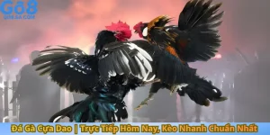 Đá Gà Cựa Dao | Trực Tiếp Hôm Nay, Kèo Nhanh Chuẩn Nhất