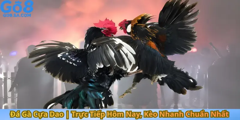 Đá Gà Cựa Dao | Trực Tiếp Hôm Nay, Kèo Nhanh Chuẩn Nhất