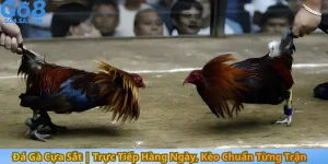 Đá Gà Cựa Sắt Trực Tiếp Hàng Ngày, Kèo Chuẩn Từng Trận