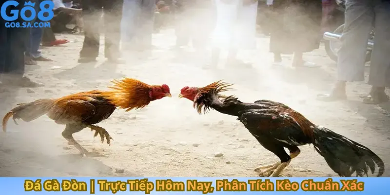Đá Gà Đòn | Trực Tiếp Hôm Nay, Phân Tích Kèo Chuẩn Xác