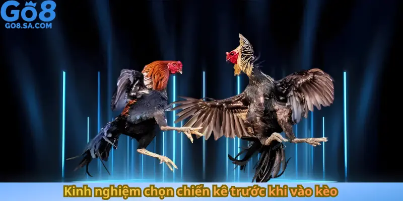 Kinh nghiệm chọn chiến kê trước khi vào kèo