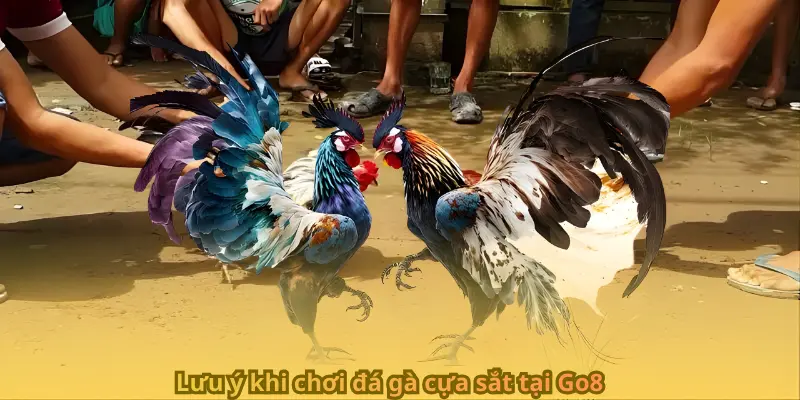 Lưu ý khi chơi đá gà cựa sắt tại Go8