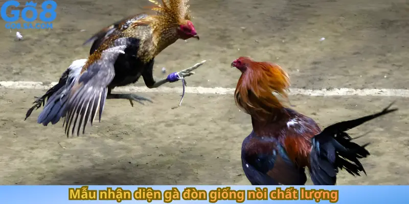 Mẫu nhận diện gà đòn giống nòi chất lượng