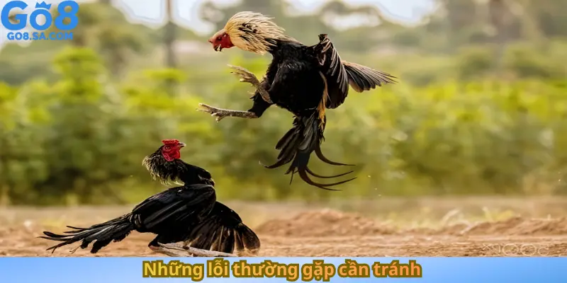 Những lỗi thường gặp cần tránh