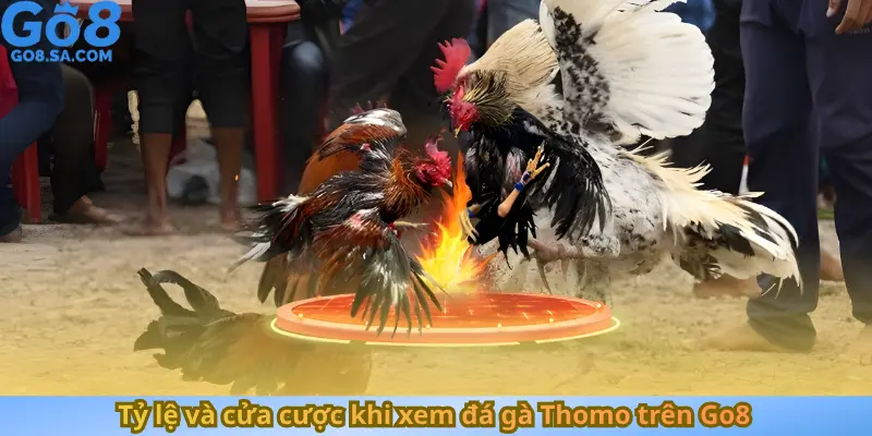 Tỷ lệ và cửa cược khi xem đá gà Thomo trên Go8