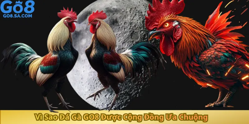 Vì Sao Đá Gà GO8 Được Cộng Đồng Ưa Chuộng